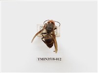 藏品(中華大虎頭蜂)的圖片